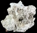 Agatized Fossil Coral Geode With Druzy Crystals - Florida #57710-2